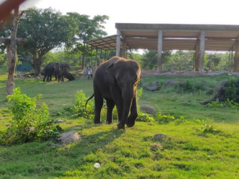 Nandankanan Zoological Park-5